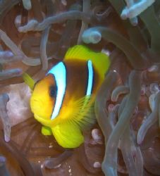 Clownfish taken at Pinkies Wall, Sharm el Sheikh with Nik... by Nikki Van Veelen 